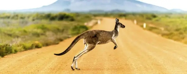 Niezwykłe ciekawostki o Australii i Oceanii - poznaj sekrety egzotyki