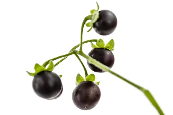 Grappe de petites tomates noires, ressemblant à des baies, sur une tige verte. On dirait une tomate chien, mais attention, elle est toxique !