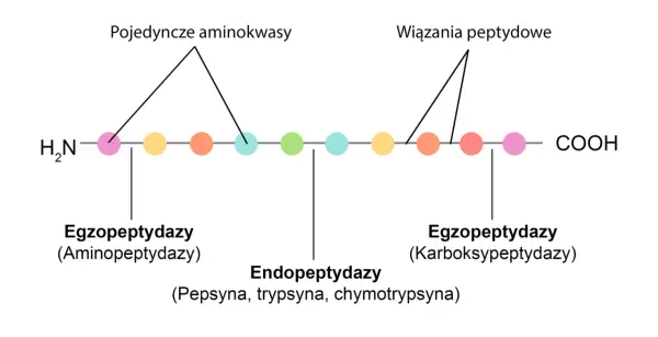 Schemat pokazuje działanie enzymów trawiących białka: egzo- i endopeptydaz, rozkładających łańcuch aminokwasów.