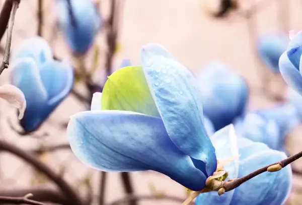 Niebieska magnolia z kroplami deszczu na płatkach, delikatnie otwiera swoje pąki.