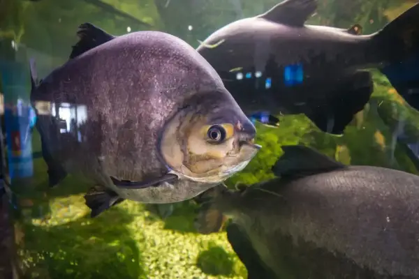 Duże, szare ryby pływają w akwarium. Jedna z nich, z żółtym okiem, jest na pierwszym planie. To wspaniałe stworzenia z Mielno oceanarium.