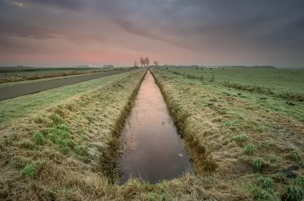 Wschód słońca nad zamarzniętym rowem, przypominającym drenaż francuski. Na łące pasą się krowy.