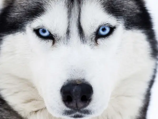 Intensywne, niebieskie oczy husky'ego wpatrują się wprost w obiektyw. Te niebieskie psy mają w sobie dzikość i spokój.