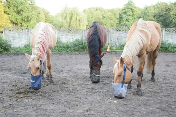 Trzy konie jedzą z worków spowalniających pobieranie paszy. Jeden ma różowe warkocze. To obrok dla konia.