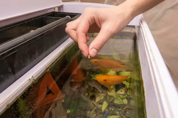 Une main dépose des granulés pour nourrir ses poissons tous les 2 jours. Deux poissons orange nagent dans l'aquarium.