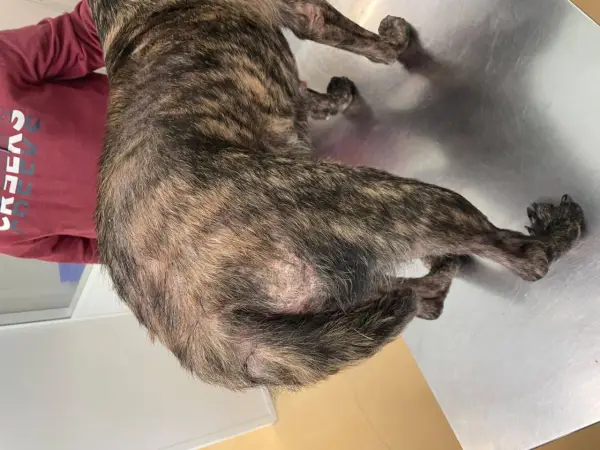 Perro con pelaje atigrado, se le cae el pelo y tiene calvas en la piel.