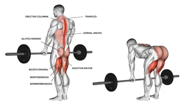 Anatomía del peso muerto, mostrando los músculos implicados: glúteo máximo, bíceps femoral, semitendinoso, semimembranoso, aductor mayor, erector columna, trapecio y dorsal ancho.