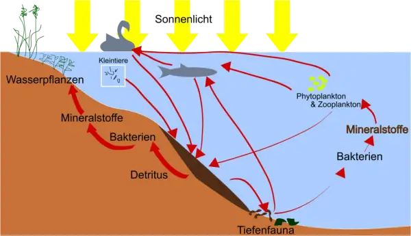 Nährstoffkreislauf im Wasser: Sonnenlicht treibt Phytoplankton an. Bakterien zersetzen Detritus, bilden Mineralstoffe, die Pflanzen und Plankton nutzen. Eine phosphatfalle im Sediment bindet Nährstoffe.