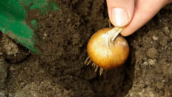 Eine Hand hält eine Zwiebel, bereit zum zwiebel einpflanzen in die Erde. Eine grüne Schaufel liegt daneben.