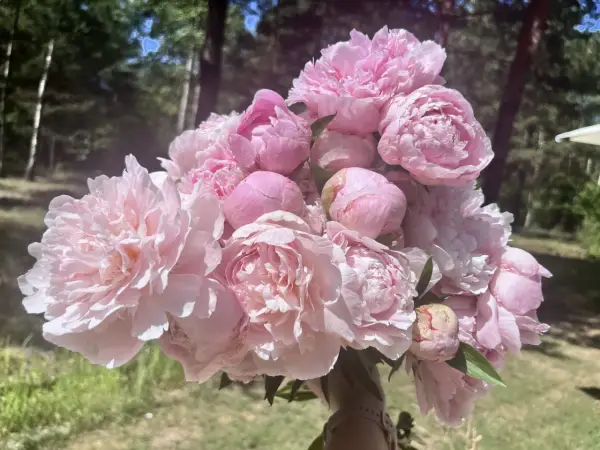 Bujny bukiet różowych piwonii Sarah Bernhardt, z delikatnymi płatkami, na tle zielonego lasu.