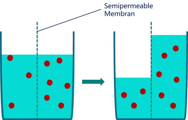 Zellmembran zeigt Plasmolyse und Deplasmolyse: Wasser strömt aus der Zelle, wenn die Konzentration außen höher ist, und zurück, wenn sie innen höher ist.