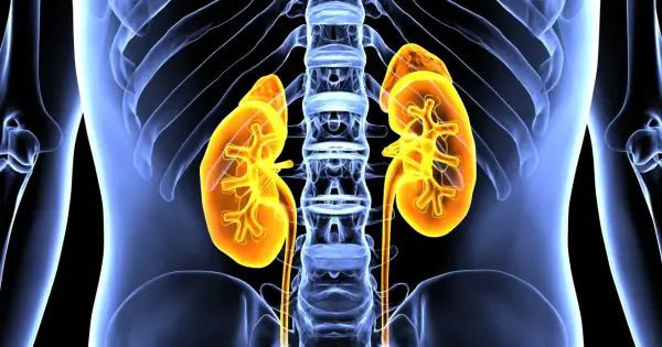 Anatomia nerek i kręgosłupa, ilustracja ukazująca kluczowe funkcje układu moczowego.