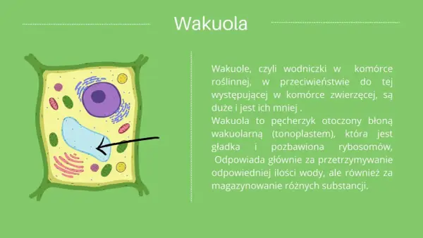 Co to jest komórka roślinna? Kluczowe informacje i ciekawostki