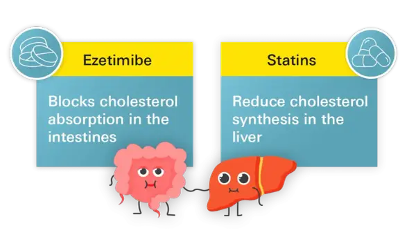 Ezetymib blokuje wchłanianie cholesterolu w jelitach, podczas gdy statyny redukują jego syntezę w wątrobie.