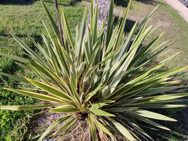 Un plant de lin de Nouvelle-Zélande aux longues feuilles vertes et jaunes, dressé sur un lit de gravier et d'herbe.