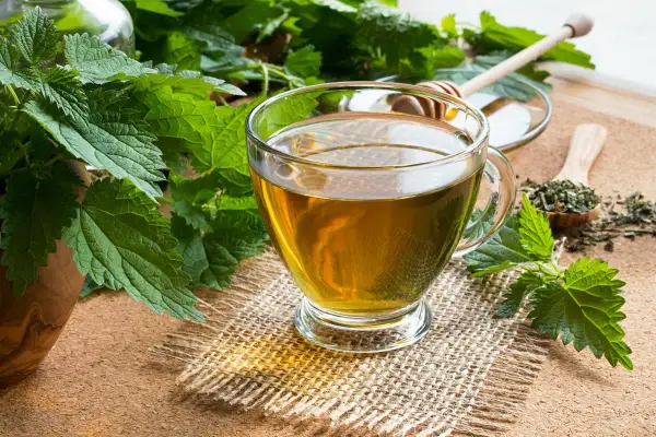 Szklanka aromatycznego naparu z pokrzywy, obok świeże liście i susz. Idealny na zdrowie!