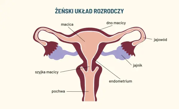 Schemat żeńskiego układu rozrodczego. Widoczna szyjka macicy, która może być dotknięta dysplazją.