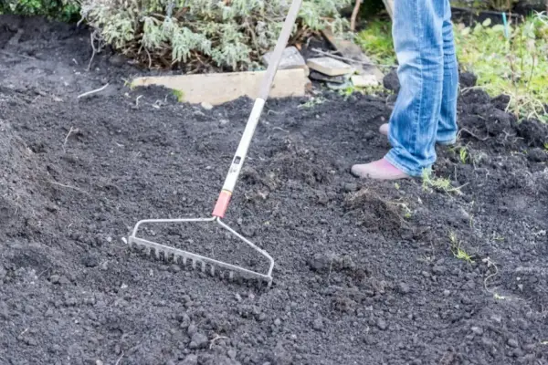 Osoba w dżinsach grabi ciemną, pulchną ziemię, przygotowując idealną pod trawnik.