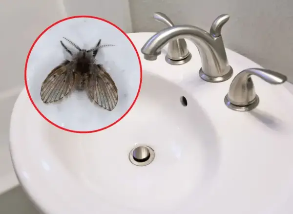 Małe muszki w łazience, siedzące na białej umywalce obok chromowanej baterii.