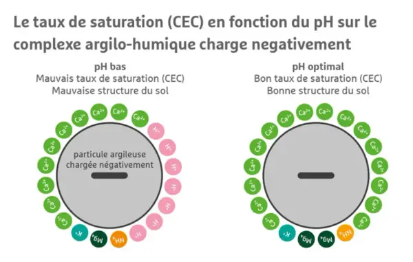 Le complexe argilo-humique chargé négativement montre une mauvaise structure du sol à pH bas, avec peu de cations. À pH optimal, la structure s'améliore avec plus de cations.