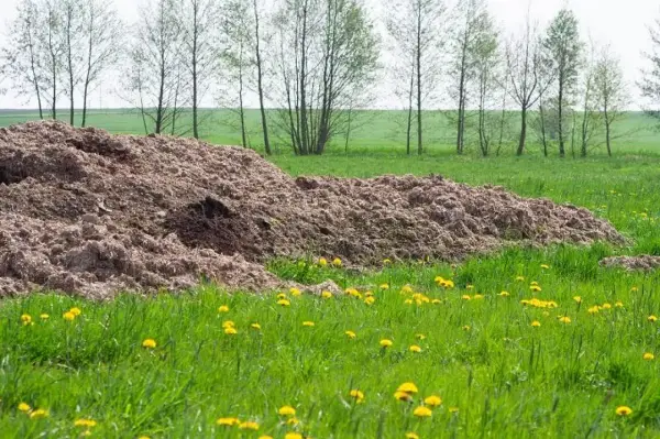 Duża kupa podłoża popieczarkowego na zielonej łące, wśród żółtych mniszków lekarskich. W tle widać rzędy drzew.
