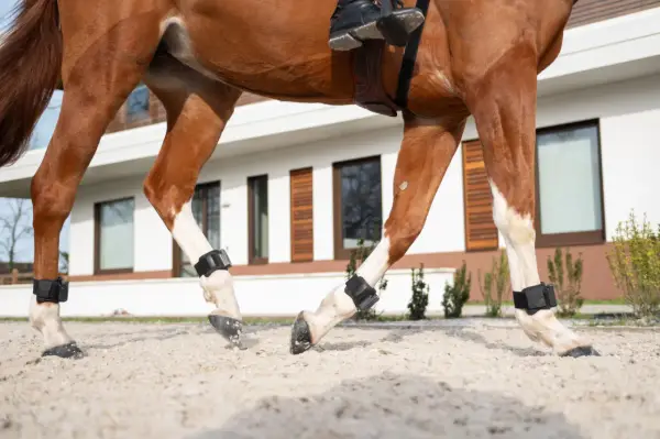 Gros plan sur le pied de cheval sans sabot, avec des protections noires aux membres, marchant sur du sable.