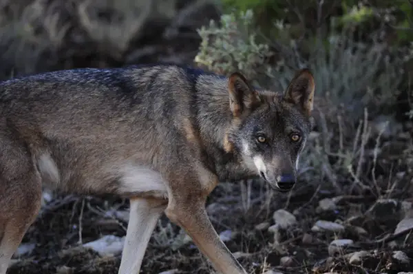 Un lobo ibérico, un majestuoso animal donde hay lobos en España, camina entre la vegetación y las rocas.