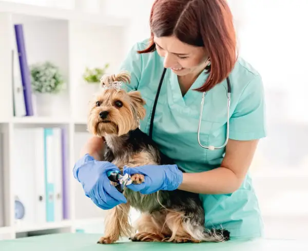 Klima Small Animal Clinic: Kompleksowa opieka weterynaryjna w Waterloo