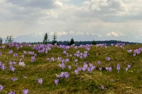 Łąka pełna fioletowych krokusów, a w tle ośnieżone szczyty gór. Wiosna w pełni, czuć gorc troszacki.