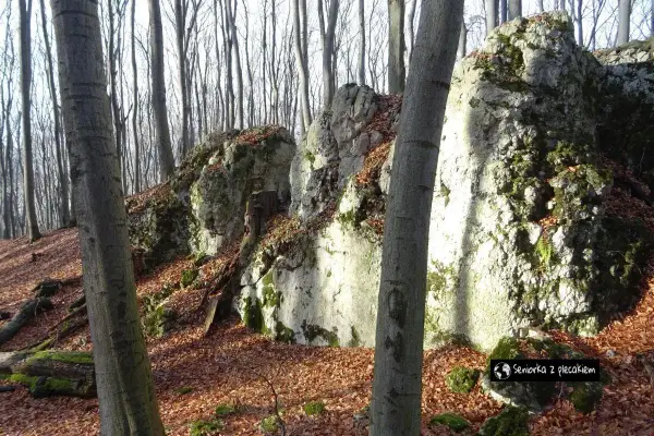 Kamieniste zbocza w dolinie Szklarki, porośnięte mchem i opadłymi liśćmi. W tle las z nagimi drzewami.