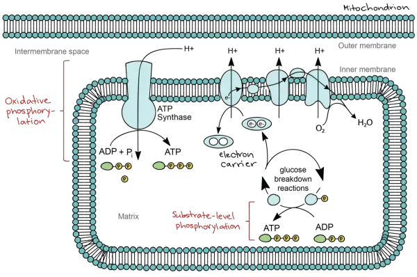 Mitochondrium: Elektronen fließen durch Träger, wobei Sauerstoff als Oxidationsmittel Wasser bildet. Dies treibt die ATP-Synthese an.
