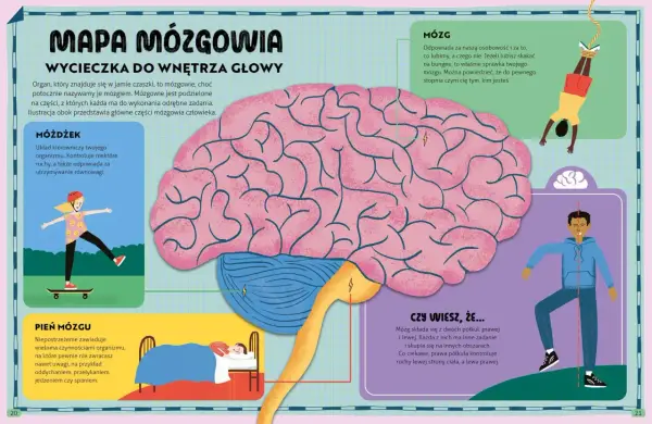 Ilustracja przedstawia schemat mózgu z zaznaczonymi częściami: móżdżek, pień mózgu i mózg.