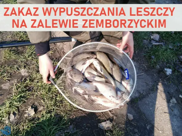 Zakaz wypuszczania leszczy na zalewie zemborzyckim. W siatce pełnej ryb, złowionych nad wodą.