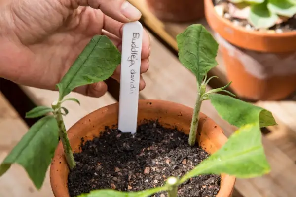 Sadzonki Buddleja davidii w doniczce, gotowe do ukorzenienia. Dłoń wstawia etykietę z nazwą rośliny.