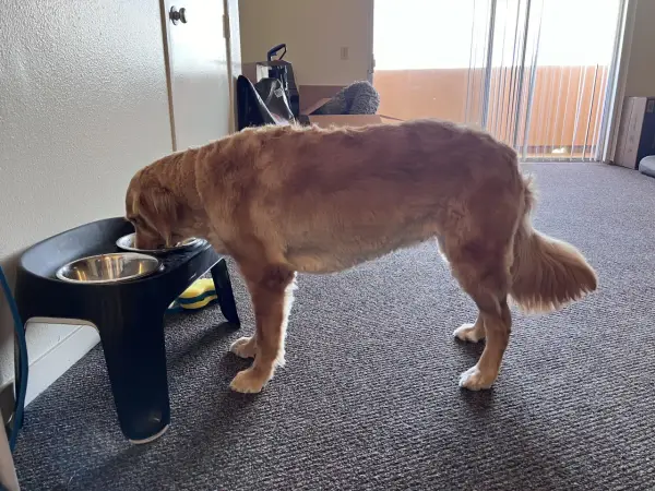 Czy golden retriever ma włosy czy sierść? Odkryj prawdę o jego futrze