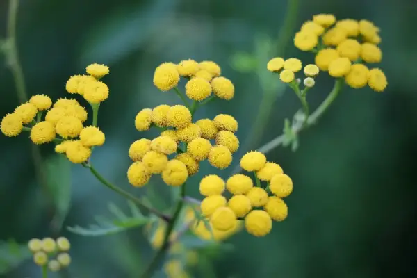 Grappes de fleurs jaunes d'hélichryse italienne, connues pour leurs nombreux bienfaits.