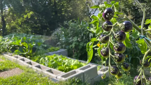 Dunkle, reife Tomaten hängen an einem Strauch. Im Hintergrund wächst Gemüse in Hochbeeten. Diese guten Nachbarn Tomaten sind bald erntereif.