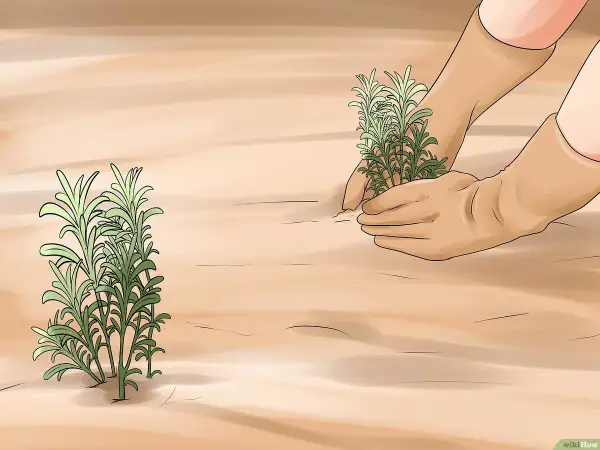 Hände in Handschuhen pflanzen Lavendel. Ein anderer Lavendelbusch steht daneben.
