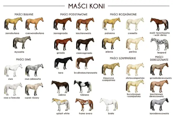 Twój kary koń ma białe włosy? Rozszyfruj prawdziwą maść!
