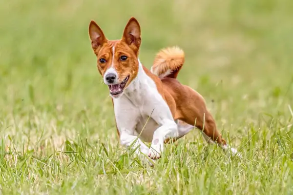 Basenji corre feliz en la hierba, sin emitir su característico ladrido.