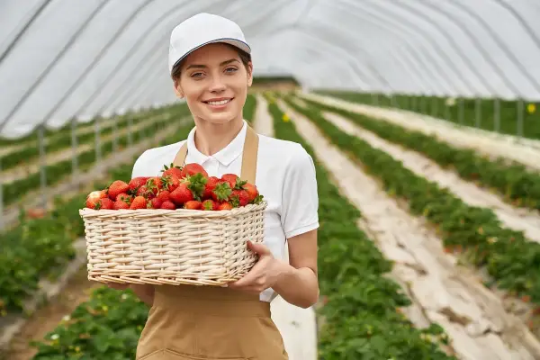 Uśmiechnięta pracownica w czapce i fartuchu trzyma kosz pełen truskawek. W tle widać plantację pod osłonami, gdzie trwa praca na produkcji.