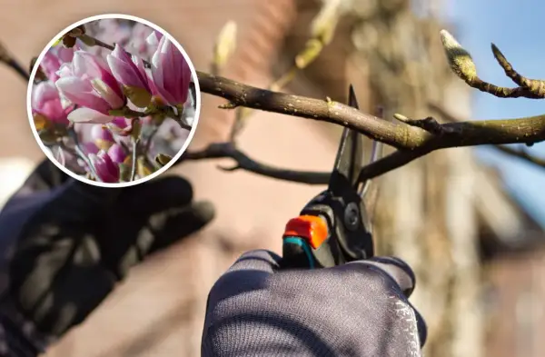 Ręce w rękawiczkach przycinają gałąź magnolii. W okręgu widać piękne, różowe kwiaty. Dowiedz się, kiedy przycinać magnolie.