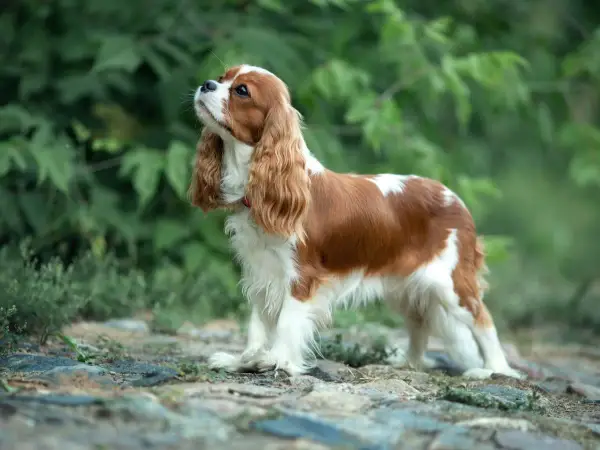 Uroczy Cavalier King Charles Spaniel, idealny pies dla dzieci, z rudymi i białymi łatami, stoi na kamienistej ścieżce wśród zieleni.