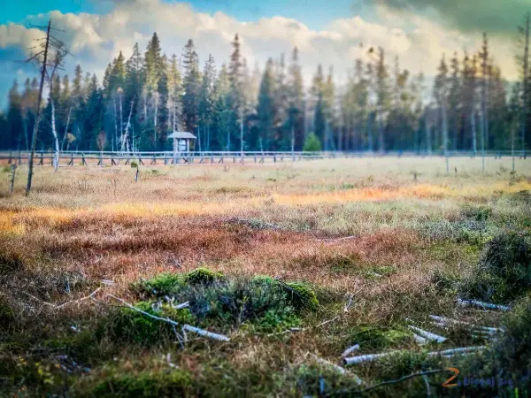 Torfowisko pod Zielencem, z drewnianą kładką i wiatą pośród drzew. Słońce oświetla trawę, tworząc złociste refleksy.