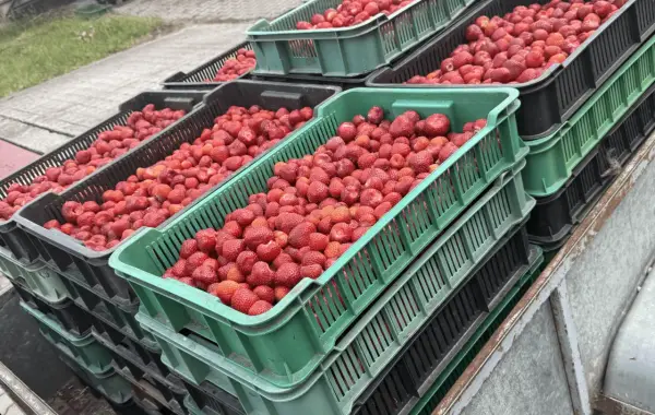 Po ile truskawki na skupie? Sprawdź aktualne ceny i trendy rynku