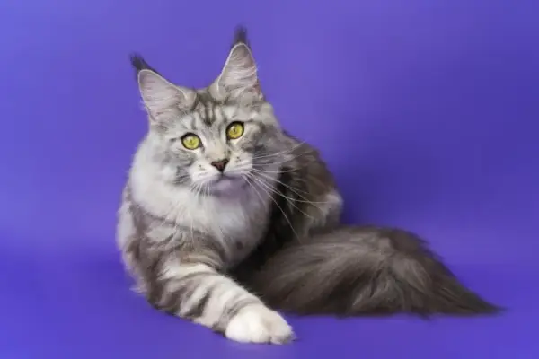 Maine Coon włosy czy sierść: Kluczowe różnice i pielęgnacja