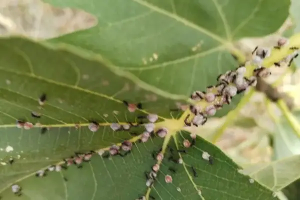 Formiche che si nutrono della melata della cocciniglia del fico su una foglia verde.