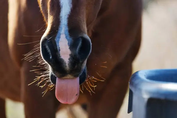 Gros plan sur le museau d'un cheval brun avec sa langue sortie, près d'un abreuvoir. Il boit peut-être pour reconstituer son electrolyte cheval.
