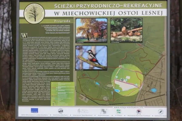 Miechowicka Ostoja Leśna: Odkryj zielone serce Bytomia!