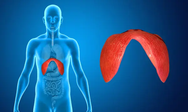Anatomical illustration showing the diaphragm, a muscle crucial for breathing. When the diaphragm experiences pain, it can affect respiration.